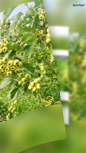 Hawthorn Orchard Contrast Trial: Test Group with Synvitae VS Untreated Control Group