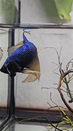 Inside the World of Wild Betta Fish | Stunning Battles & Survival