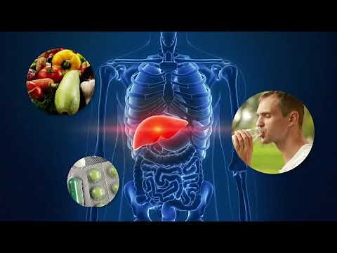 What Does the Liver Do? - Liver Function