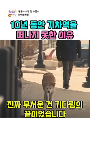 10년 동안 기차역을 떠나지 못한 이유... 전 세계를 울린 '하치'의 마지막 기다림 🐕🍂