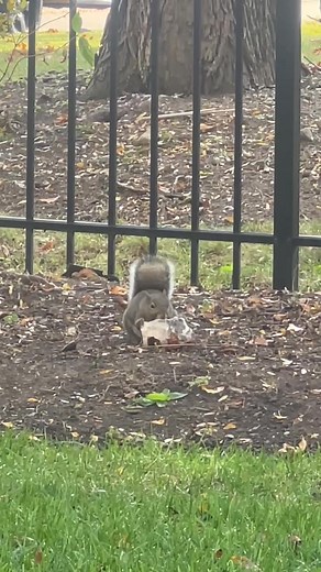 Little guy with Gunner’s bone 😂 | Robin Kazen Marshall