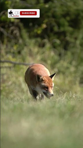 "How Foxes Survive in the Wild – Incredible Adaptations"