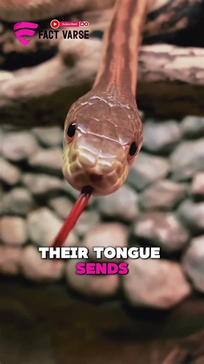 Why Do Snakes Flick Their Tongues? The Weird Truth Explained #snake #cobra