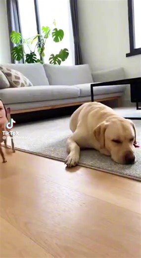 Desiree (@desiree_oct)’s videos with original sound - Desiree