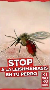 LEISHMANIASIS en PERROS: Cómo PREVENIRLA y proteger a tu mejor amigo 🛡️