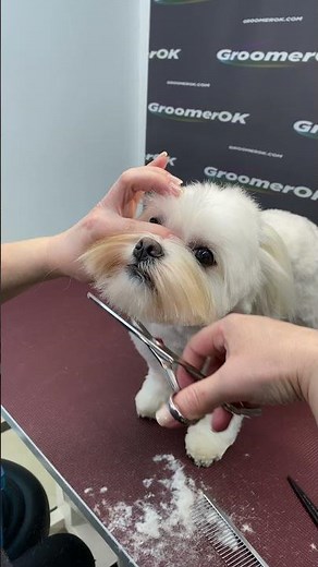 Maltese Dog Grooming