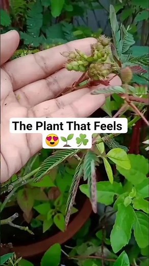 🌱Touch me not plant seed pods ❌ | chui mui plant #plants #nature #shorts #ytshorts