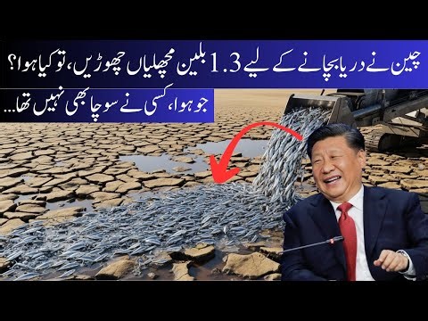 China Released 1.3 Billion Fish to Save Its Rivers — What Happened Next Shocked Everyone