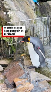 37K views · 349 reactions | Seth is 40-years-old - thought to be the oldest penguin in the WORLD   He's been a busy penguin in his life - as the keepers believe he was in a Hollywood movie  | BBC Gloucestershire | Facebook