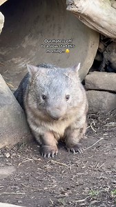 Just a wombat waking up and stealing hearts. It’s too early for this level of adorable! 🥰 | Sydney Zoo
