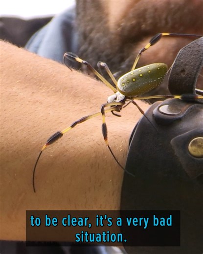 These spiders are majestic AND venomous! | Brave Wilderness