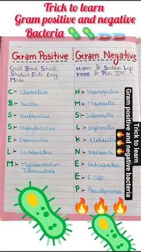 #gram positive 🦠and negative bacteria#example of Gram positive and negative bacteria#gram bacteria 🦠