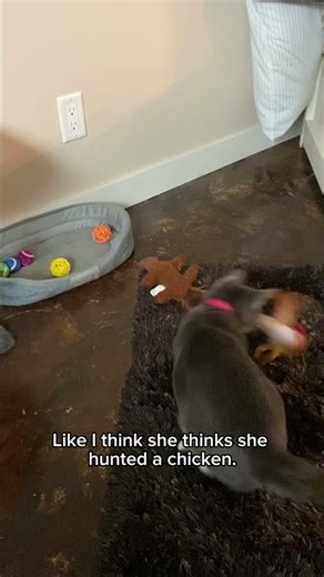 Why does this chicken have a barcode? 🤣💀