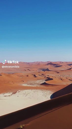 Welwitschia Mirabilis: The Enduring Symbol of Namibia