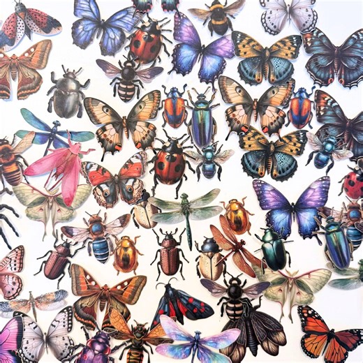 5-25 Random Butterfly & Beetle Sticker Pack | Vintage Insect Botanical Decals, Moths Dragonflies Ladybugs | Journal Laptop Vinyl Stickers - Etsy