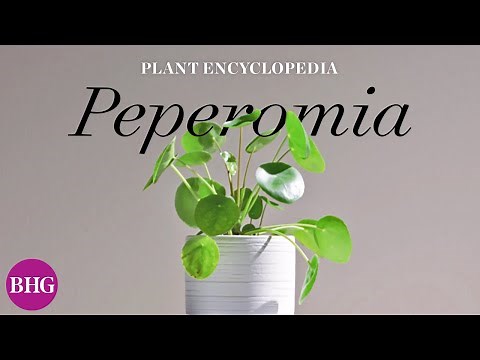Everything You Need to Know About Peperomias | Plant Encyclopedia | Better Homes & Gardens