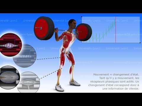 Proprioception musculo-tendineuse et articulaire