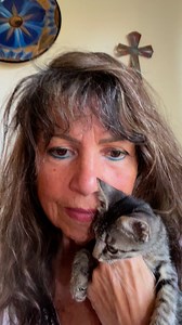 Meet Chevy, Rescued from a Chevy Colorado engine at the White Sands Mall Today. Up for adoption, this tiny tabby loves people, purrs loudly, and was in engine of a Chevy Colorado truck, over 90 degree heat. Turned out that 'Chevy' has been in the engine for more than a week, owner of truck fully aware that she was there, but, "...couldnt get her out, figured she'd fall out while he was driving or something." "Something????" Interested in giving a spunky, affectionate kitten a safe, indoor home, 