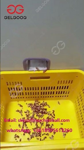 How Do You Take The Pits Out Of Dates?Dates Pitting Machine Manufacturer