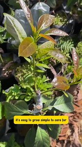 9.1K views · 62 reactions | Perfect for Any Garden Dwarf Hass Avocado Tree | Dodo Garden | Facebook