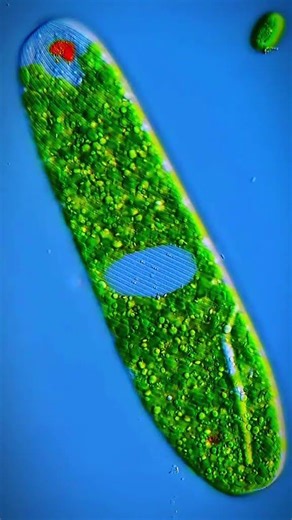 Microscopic View of a Cell | Know your universe | Learn science biology on Youtube #viral #nature