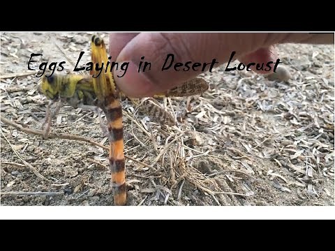 Where do locust lay their eggs/ How desert locust reproduce/How fast do locusts reproduce ?