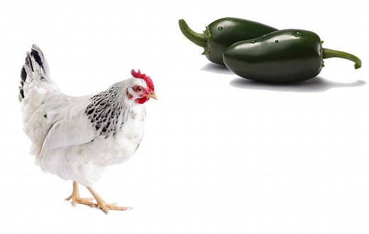 Can Chickens Eat Jalapenos? Is Spicy Food Good for Them? - henraising.com