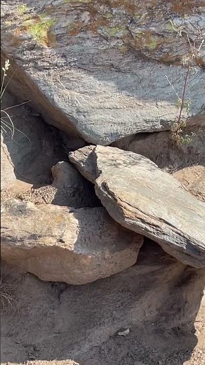 Namibia’s dangerous and venomous Zebra Spitting Cobra #snake #wildanimals #animalsvideo #snakevideo