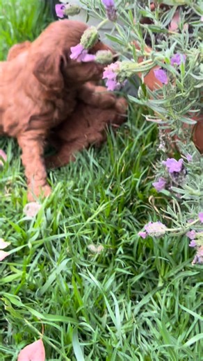 The first play outside for our 5 week old pups. They are all fast asleep now! #cavoodlesofmelbourne #puppytraining #puppyfun #melbournecavoodles | Puppy Paws Cavoodles