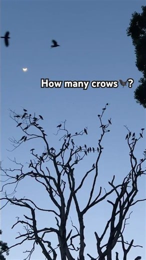 Can you count the number of crows🐦‍⬛?