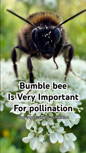 Bumble bee is very important for pollination !