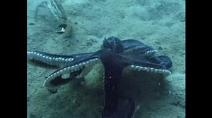 Are hermit crabs secretly top-tier survivors?