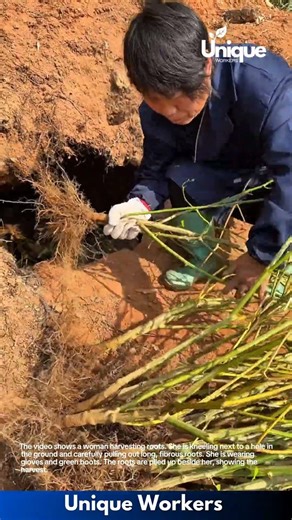 Harvesting Roots: Woman Digging Up and Collecting Plant Roots