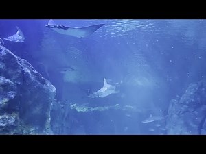 Saint Louis Aquarium Walkthrough Tour, 2024