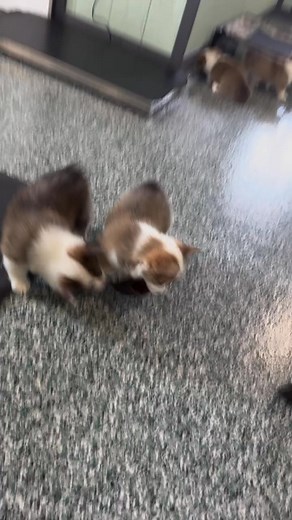 7K views · 173 reactions | Corgi puppies playing  | Robbins Sennifer | Facebook