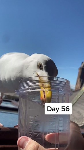Feeding My Pet Seagull: Steven's Polite Mealtime Manners