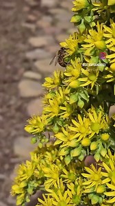 🌸 #Spring has sprung! As we enter a new season, consider urban farming options for your home and community. Resources on urban farming can be found at SanDiego.gov/urban-farming #ClimateActionPlan #SanDiego | City of San Diego