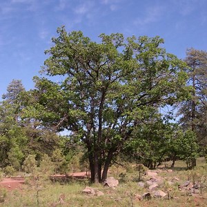 Quercus gambelii - Alchetron, The Free Social Encyclopedia
