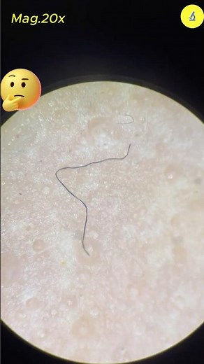 Hot Dog Under Microscope (with extra protein)| TULO - Microscope #shorts #microscope #hotdog