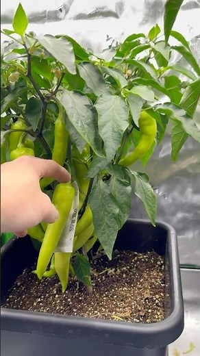 Coco Coir grown pepper production in AutoPots 🤯