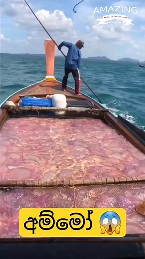 බුදු අම්මෝ මෙච්චර සත්තු ගොඩක් 😯