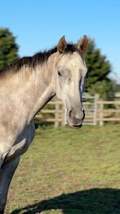 Beautiful ISAGREY ( Iris) last years orpan foal ♥️ by Montmartre out of Isabey, owned by The Show Potential Syndicate #fedontopspec | Philip Kirby Racing
