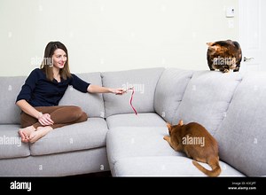 Cats and woman in the living room on the couch Stock Photo - Alamy