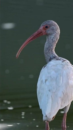 Ibis foraging #florida #wildlife #nature #birds