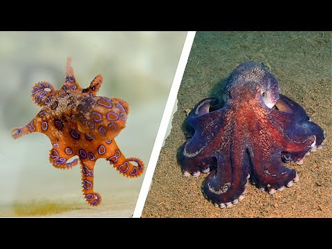 Different Types of Octopus Species That Will Blow Your Mind! 🐙