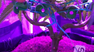 89 reactions · 4 comments | Skywalker OG at veg week 6 / day 41 from...