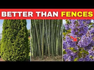 10 Fast-Growing Plants for a Natural Privacy Fence (Up to 10 Feet a Year)