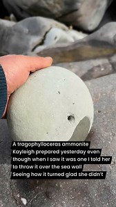 Not my favourite species of ammonite | Charmouth Fossils