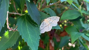 An outbreak of western hemlock looper moths is being noticed across Metro Vancouver. Miranda Fatur talks with experts who explain why the outbreak is happening now – and when it will end. https://www.citynews1130.com/video/2020/09/10/looper-moth-outbreak-taking-over-metro-vancouver/ | CityNews Vancouver