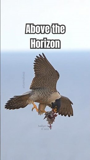 Dramatic aerial food exchange between a pair of Peregrines #peregrinefalcon #birdsofprey